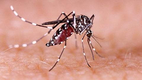 नोएडा, गौतमबुद्ध नगर जिले में डेंगू का कहर लगातार बढ़ता जा रहा है।
