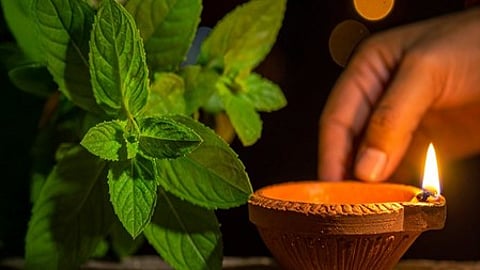 तुलसी के पौधे के पास रखा जलता हुआ दीया और एक व्यक्ति का हाथ दीये के पास