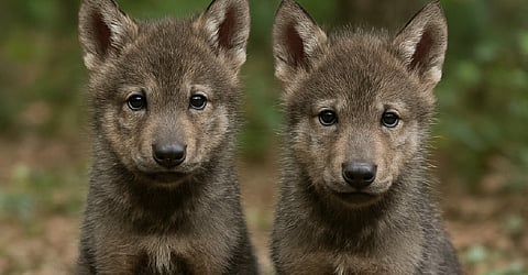 मृदुल रोशनी में बैठे ये दोनों पिल्ले न केवल विज्ञान की सफलता का प्रतीक हैं, बल्कि इस सवाल का भी प्रतीक हैं कि क्या इंसान को प्रकृति में विलुप्त जीवन को वापस लाने का अधिकार है ?