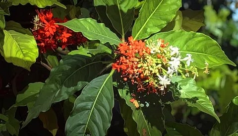 सर्पगंधा का आयुर्वेदिक पौधा है।