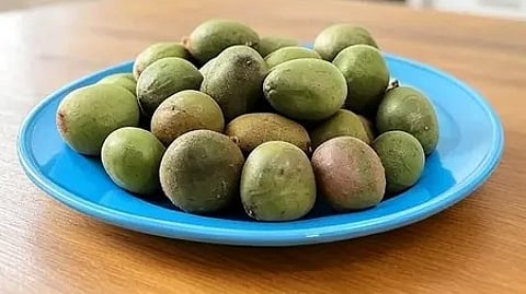 एक कटोरी में रखे करंजवा के औषधीय बीज|