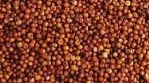 छोटे-छोटे फिंगर मिलेट (रागी) के दाने|