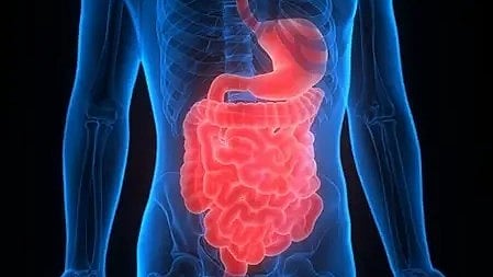 मानव पाचन तंत्र का चित्र, जिसमें पेट और आंतें स्पष्ट रूप से दिखाई दे रही हैं।