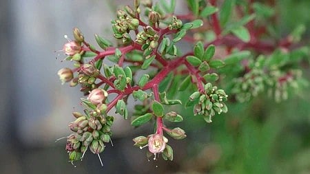 दूधी का औषधीय पौधा जिसकी पत्तियों से सफेद दूधिया रस निकलता है|