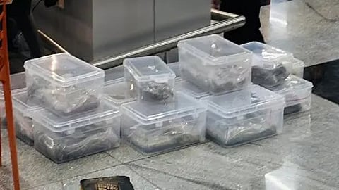 तस्वीर में जब्त किए गए हाइड्रोपोनिक वीड (ड्रग्स) दिखाई दे रहे हैं।