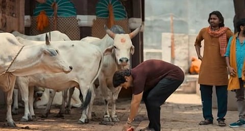 इस तस्वीर में गाय और आदमी लोगों को देख सकते हैं।