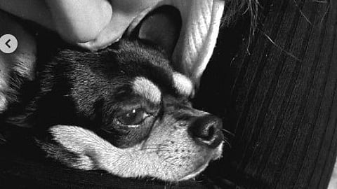 एक पालतू कुत्ते को गोद में लिए हुए अभिनेत्री अविका गौर