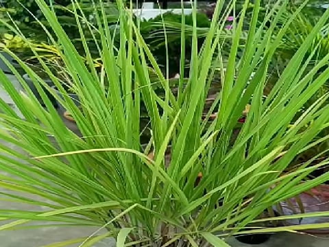 लेमन ग्रास