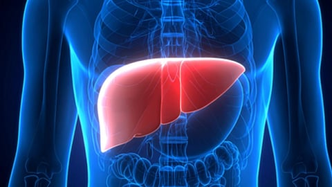 मानव शरीर का ग्राफिक चित्र जिसमें पेट के अंदर लाल रंग में लीवर को हाइलाइट करके दिखाया गया है।