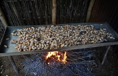 मूगा रेशम उत्पादन का 90 प्रतिशत हिस्सा असम से आता है- सीएम हिमंता बिस्वा सरमा