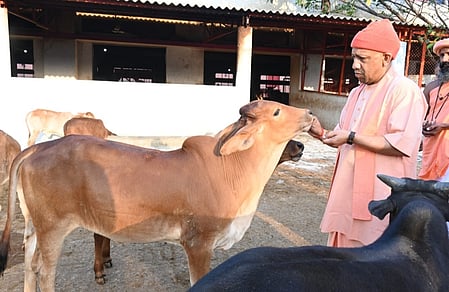 गोसेवा में रमे मुख्यमंत्री योगी, गोवंश को खिलाया गुड़-रोटी