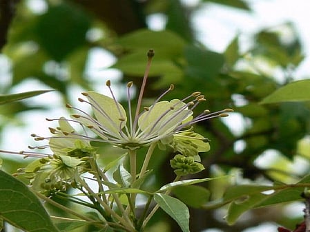 किडनी और पाचन तंत्र का