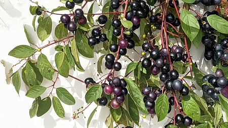 एक ऐसी औषधीय झाड़ी, जिसके फल से लेकर जड़ तक में छिपा है सेहत का राज