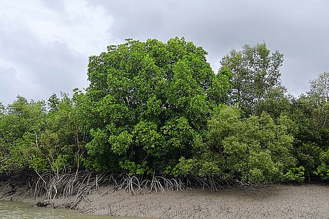 भारत के 5 सबसे खतरनाक जंगलों (5 most dangerous forests in India)