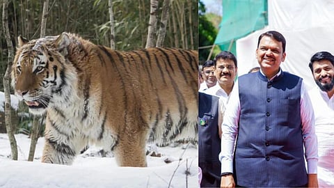 टाइगर और देवेन्द्र फडणवीस