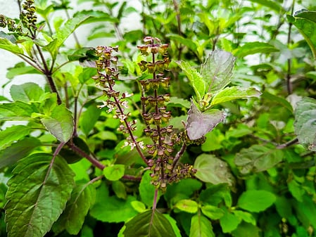 नवरात्र विशेष