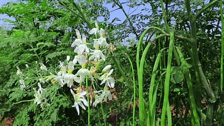 गर्मियों में अमृत से कम नहीं सहजन का सेवन, पाचन सुधारने से इम्युनिटी बढ़ाने तक का प्राकृतिक तरीका