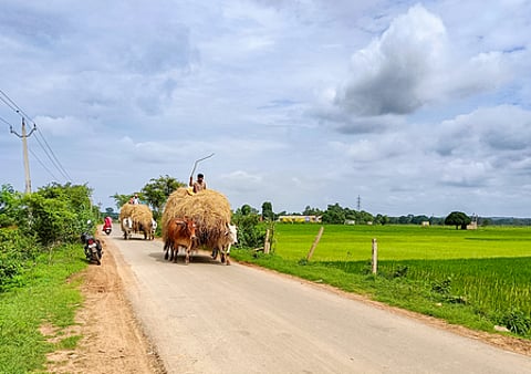 दिल्ली हाईकोर्ट का बड़ा फैसला, एफएसएसएआई को मवेशियों के चारे रेगुलेट करने का अधिकार नहीं