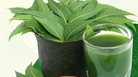 फायदेमंद है ये कड़वाहट : बीमारियों का काल तो लिवर के लिए