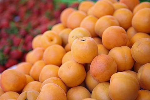 लद्दाख की खुबानी (Apricots of Ladakh)