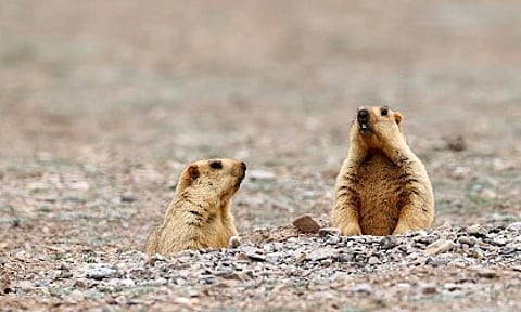 marmot meat