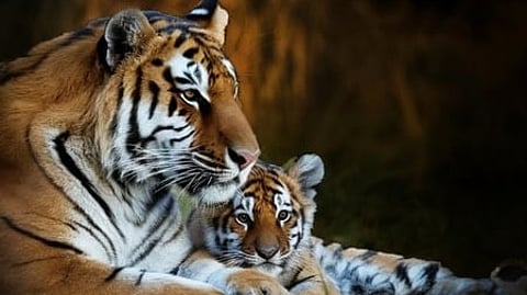 विश्व बाघ दिवस: जंगल का राजा नहीं, प्रकृति के संतुलन का सबसे बड़ा प्रहरी