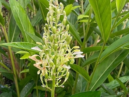 कुलंजन: अदरक जैसा दिखने वाला ये पौधा, आयुर्वेद में क्यों माना जाता है खास?