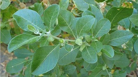 अश्वगंधा के पत्तों पर जांच करेगा आयुष मंत्रालय(Twitter)