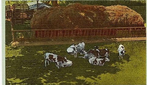 हिमाचल प्रदेश जैसे राज्य में भी मुमकिन है प्राकृतिक खेती। (Wikimedia Commons)
