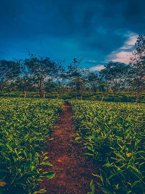 सांकेतिक फोटो, असम राज्य (Pixabay)