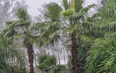 बारिश का मौसम( pixabay)
