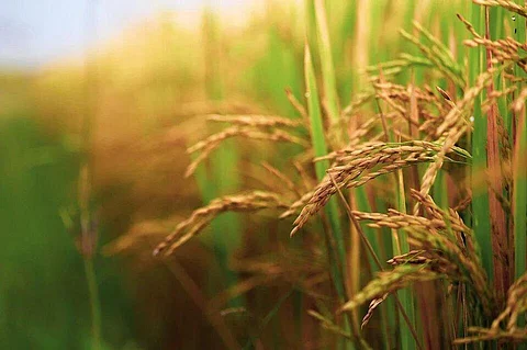 बिहार में मुख्य रूप से धान और गेहूं की सरकारी खरीद होती है। (Pixabay)