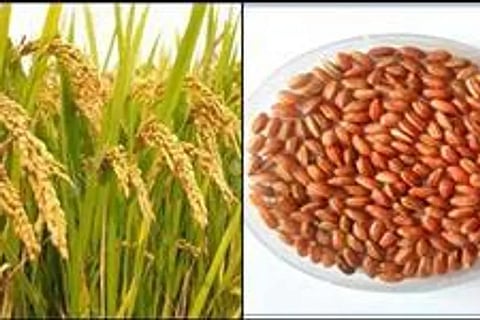 बर्तिया धान उच्च उपजशीलता और पौष्टिक गुणों से भरी हुई है।(IANS)