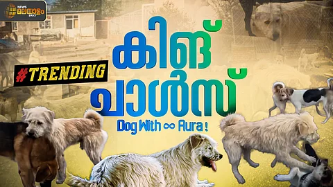 സോഷ്യൽ മീഡിയയിലെ 'ആൽഫ ഡോഗ്'! കിങ് ചാൾസിൻ്റെ കഥ