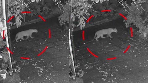 കൂടരഞ്ഞിയിലെത്തിയ പുലി