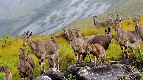 ഇരവികുളം ദേശീയോദ്യാനം
