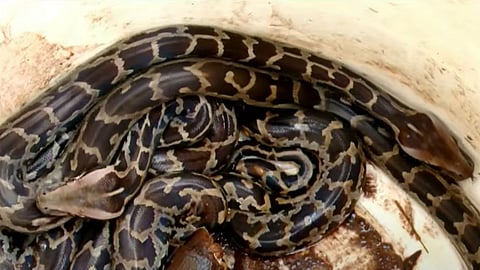 പെരുമ്പാമ്പ്