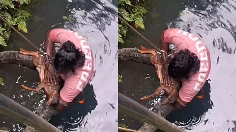 മാന് കുഞ്ഞിന് സിപിആർ നല്കുന്നു