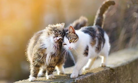 different types of cats