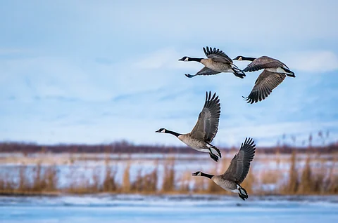 Birds