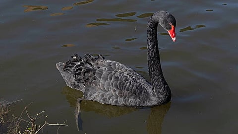 ഇണകളെ കണ്ടാല് കൊത്തിയോടിക്കും, വെള്ളത്തില് മുക്കി കൊല്ലാന് ശ്രമിക്കും; യുകെയിലെ 'മിസ്റ്റര് ടെര്മിനേറ്ററിനെ' ടെര്മിനേറ്റ് ചെയ്യും