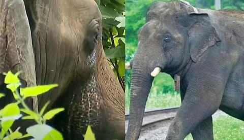 ചുരുളിക്കൊമ്പന്റെ ഒരു കണ്ണിന്റെ കാഴ്ച പൂര്ണമായും നഷ്ടപ്പെട്ടു; മൂന്നാഴ്ച കൂടി നിരീക്ഷിക്കാന് വിദഗ്ധ സംഘം