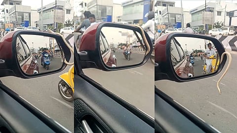 Snake Discovered Inside Car’s Side Mirror While Driving