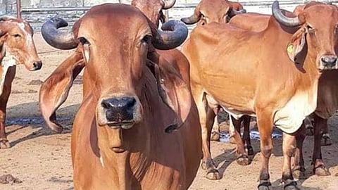 പ്രതീകാത്മക ചിത്രം