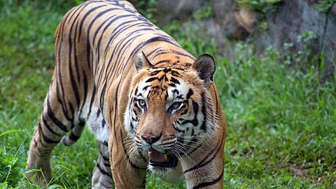 കടുവയെ തേടി അന്വേഷണം തുടരുന്നു; ആശങ്ക ഒഴിയാതെ പനമരം