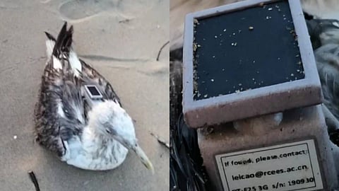 ചൈനീസ് ജിപിഎസ് ഘടിപ്പിച്ച കടല്കാക്ക കര്ണാടകയില്; ഒപ്പം ഒരു മെയില് ഐഡിയും കുറിപ്പും !