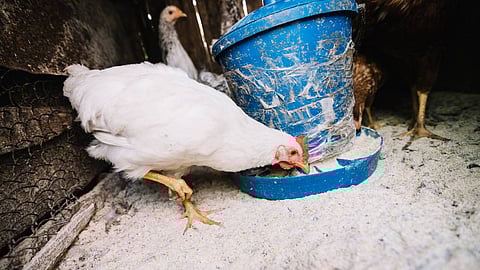 ആലപ്പുഴ ജില്ലയില് പക്ഷിപ്പനി; ഹോട്ടലുകള് അടച്ചിടാന് നിര്ദേശം