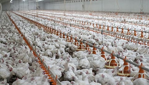 പക്ഷിപ്പനി ജനങ്ങളിലേക്ക് പകരാതിരിക്കലാണ് പ്രധാനം, ഹോട്ടലുകളുടെ നഷ്ടത്തില് ഒന്നും ചെയ്യാനില്ല; മാംസ നിരോധനം തുടരുമെന്ന് ജില്ലാ കളക്ടര്