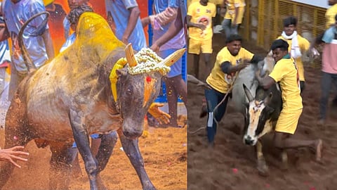 Popular Avaniyapuram Jallikattu Kicks Off Over 1000 Bulls Taking Part