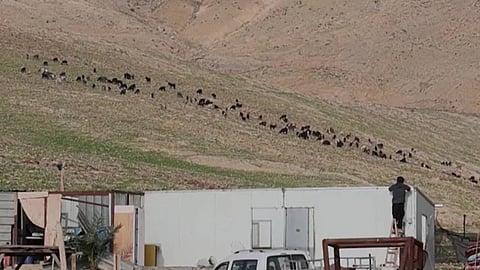 'കണ്ണടച്ചാൽ വീടിന് തീയിടും,ആടുകളെ മോഷ്ടിക്കും'; ഇസ്രയേൽ കുടിയേറ്റക്കാരുടെ ആക്രമണം സഹിക്കാനാവാതെ പിറന്ന മണ്ണ് ഉപേക്ഷിച്ച് ബെദൂയിന് സമൂഹം